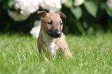 BULL TERRIER MINIATURE 205